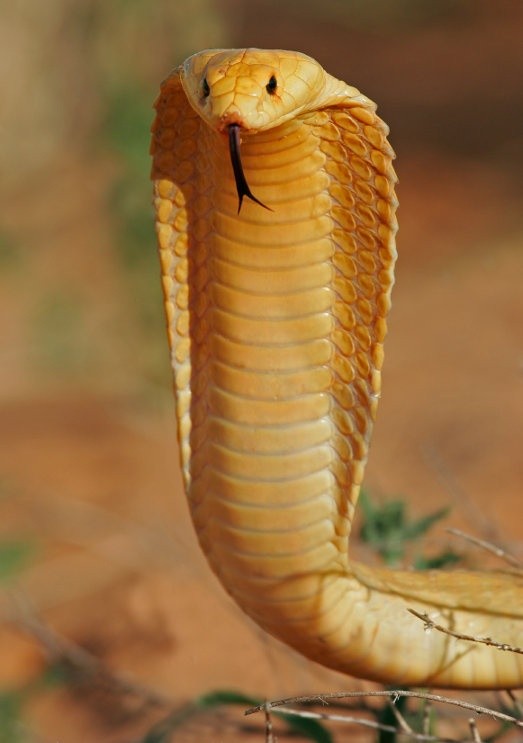 Photo:  Cape Cobra
